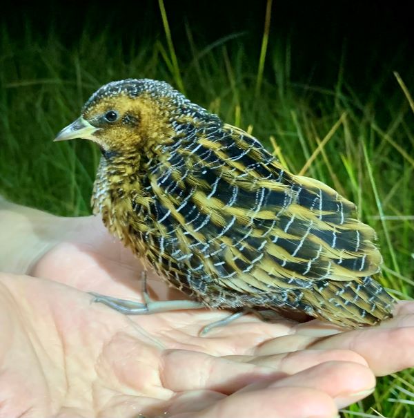 Yellow Rail