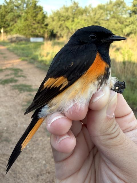 Male American Redstart held in hand