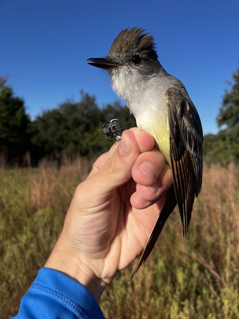 Ash-throated Flycatcher held in hand against a blue sky