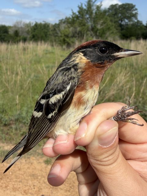Bay-breasted Warbler held in hand