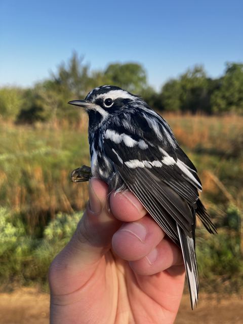 Black-and-white Warbler held in hand