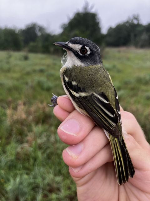 Second-year female Black-capped Vireo held in hand