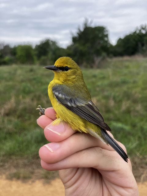 Blue-winged Warbler held in hand