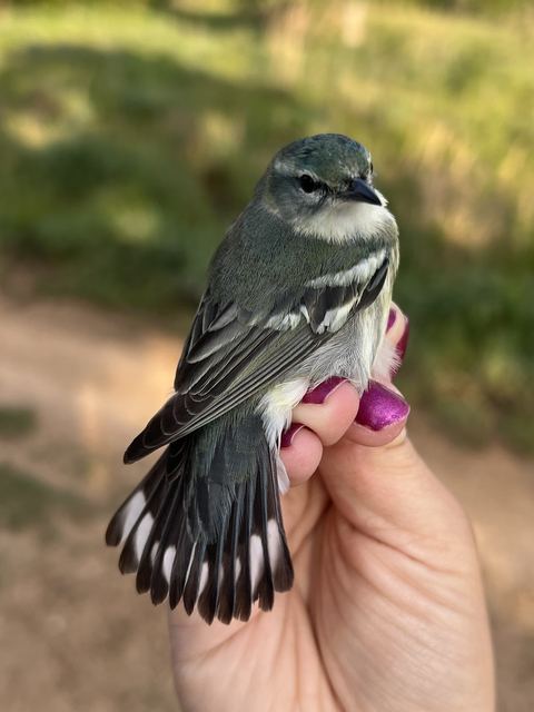 After-second-year female Cerulean Warbler held in hand