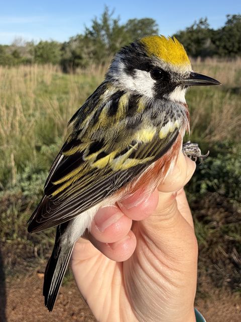 Chestnut-sided Warbler held in hand
