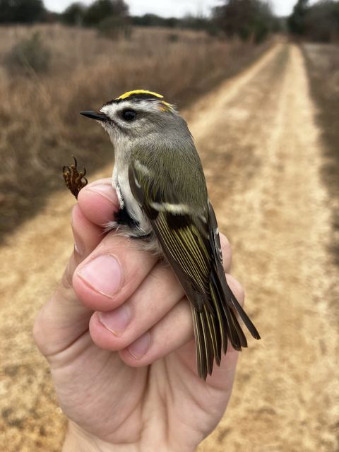 Golden-crowned Kinglet held in hand
