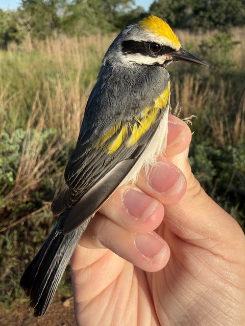 Golden-winged Warbler held in hand