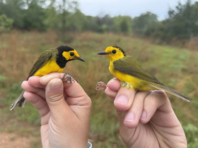 A male and a female Hooded Warbler, each held in hand
