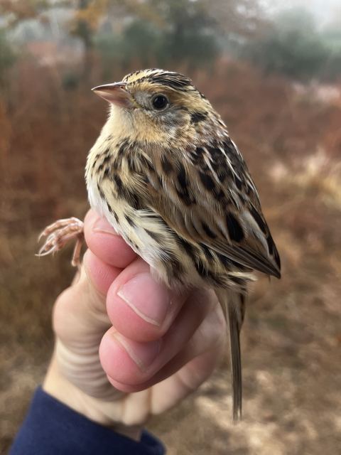 LeConte's Sparrow held in hand