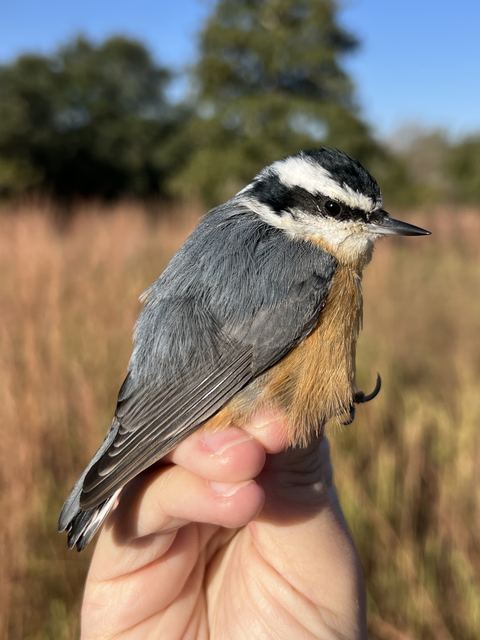 Red-breasted Nuthatch held in hand