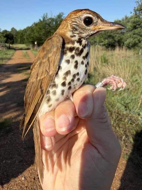Wood Thrush held in hand