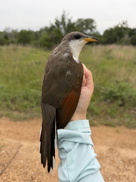 Yellow-billed Cuckoo held in hand