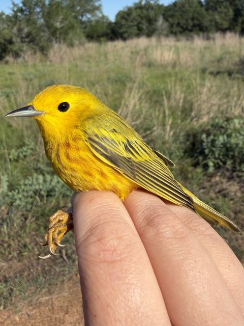 Yellow Warbler held in hand