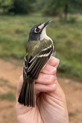 Black-capped Vireo